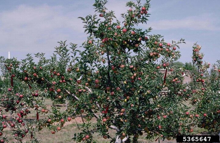 Picture of an apple tree with a lot of mature apples