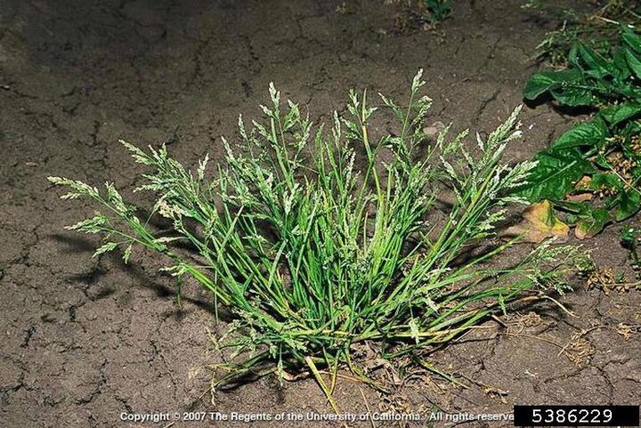 Image of annual bluegrass, a winter annual grassy weed. 