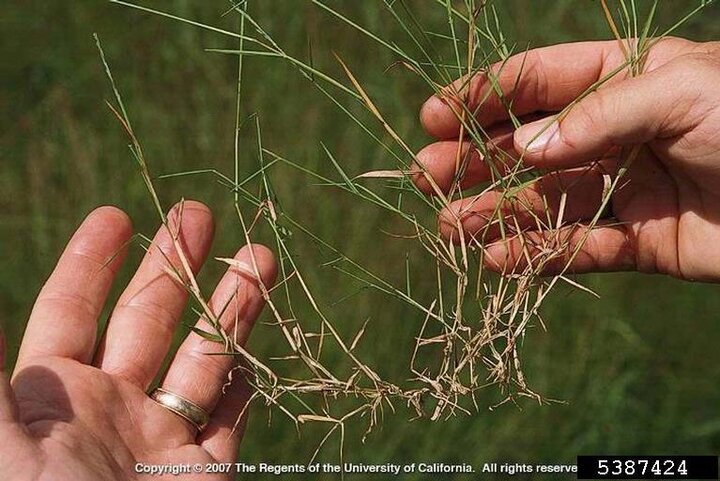 Image of nimblewill stems, which are long and stringy.