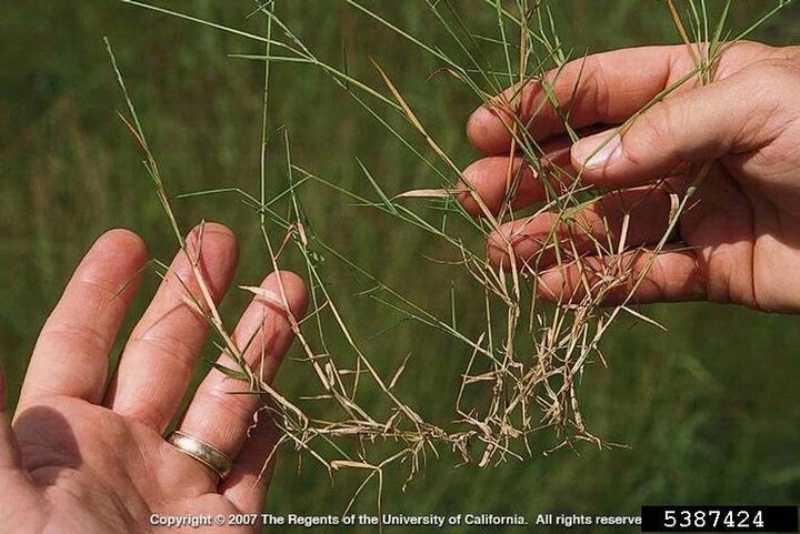 Image of nimblewill stems, which are long and stringy. 