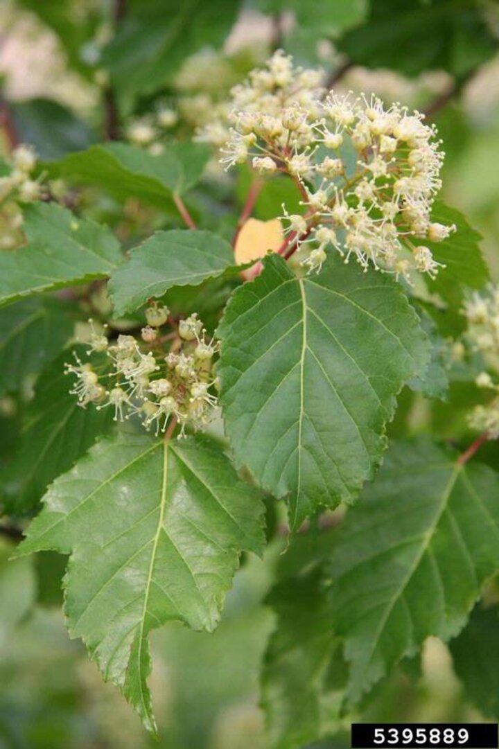 Image of Tatarian maple leaves. 