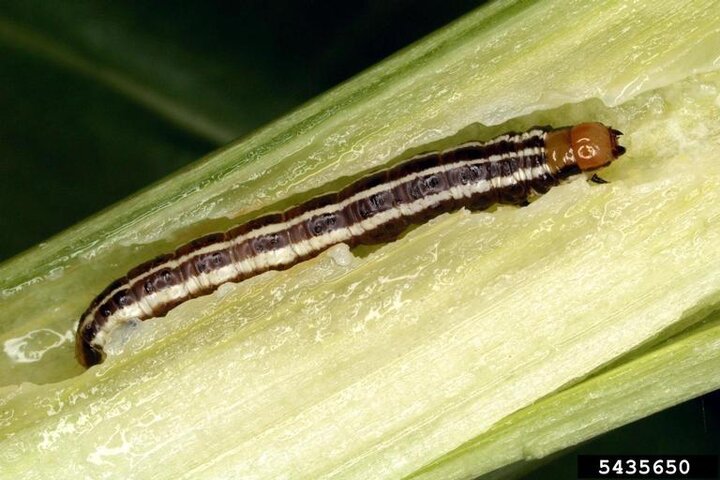 Image of common stalk borer. 