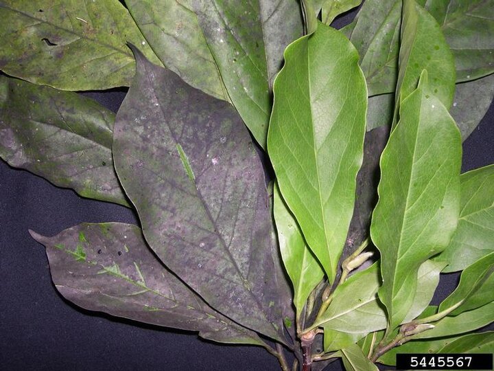 Picture of Sooty mold on magnolia leaves  