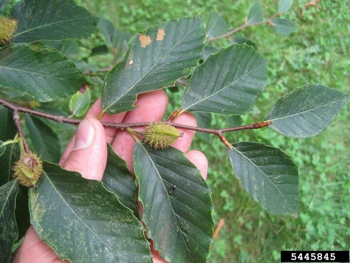 Picture of American beech tree.