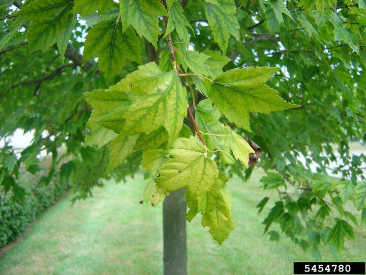 Picture of chlorosis symptoms in red maple.