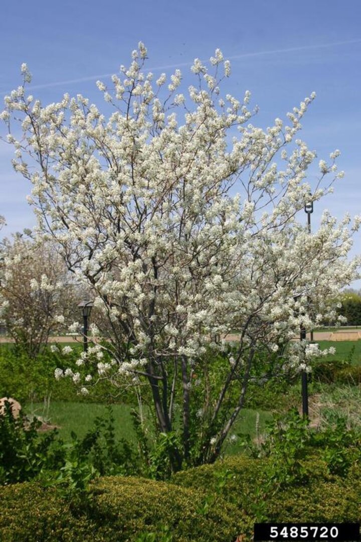 Serviceberry tree. Denise Ellsworth, The Ohio State University, Bugwood.org.