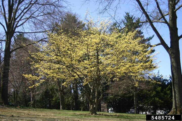 Picture of Cornelian cherry tree.