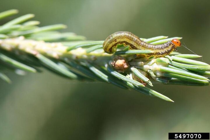 Image of yellowheaded spruce sawfly. 