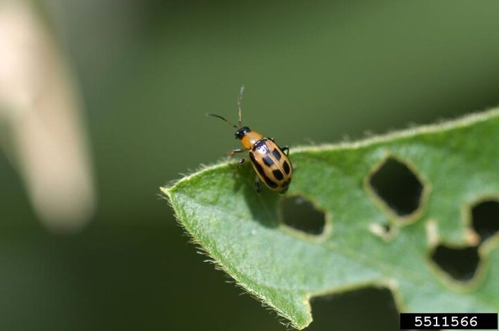 Adult bean leaf beetle. 