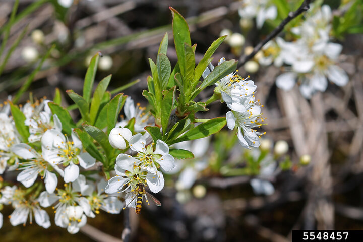 Image of sandcherry flowers. 