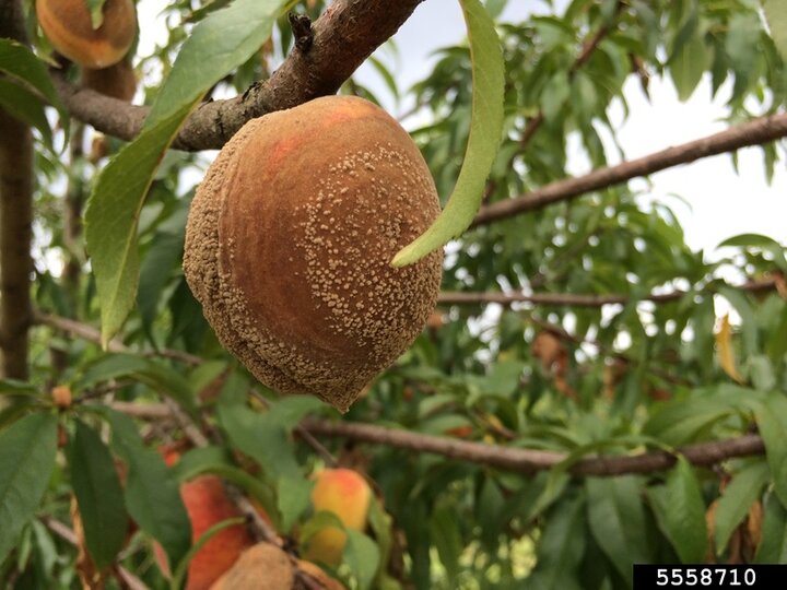 Picture of Brown rot on peach.