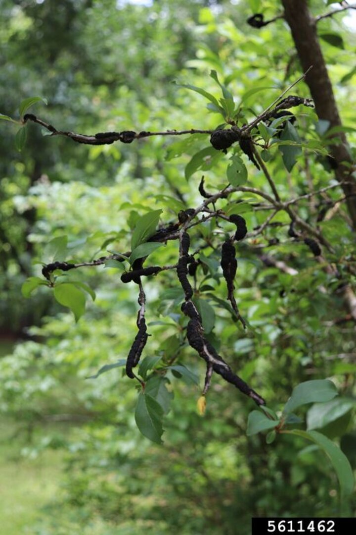 Picture of Black Knot on tree.