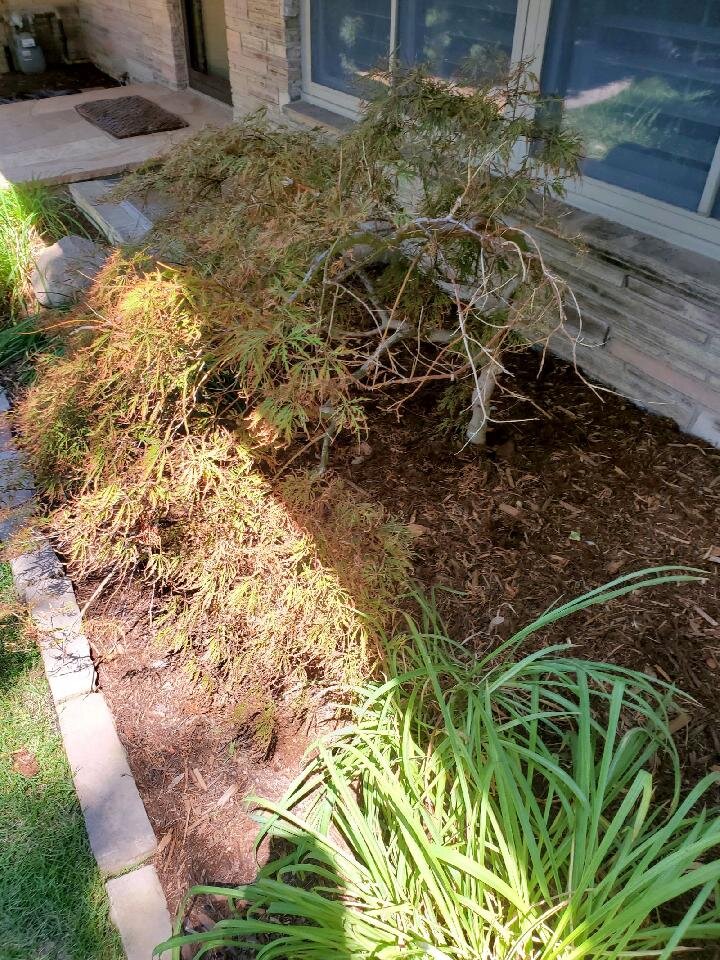 Struggling Japanese maple.