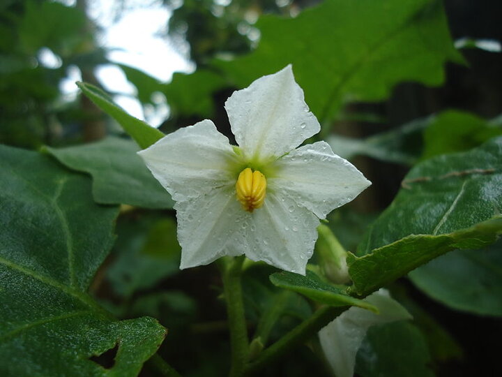 Eggplant White Flower