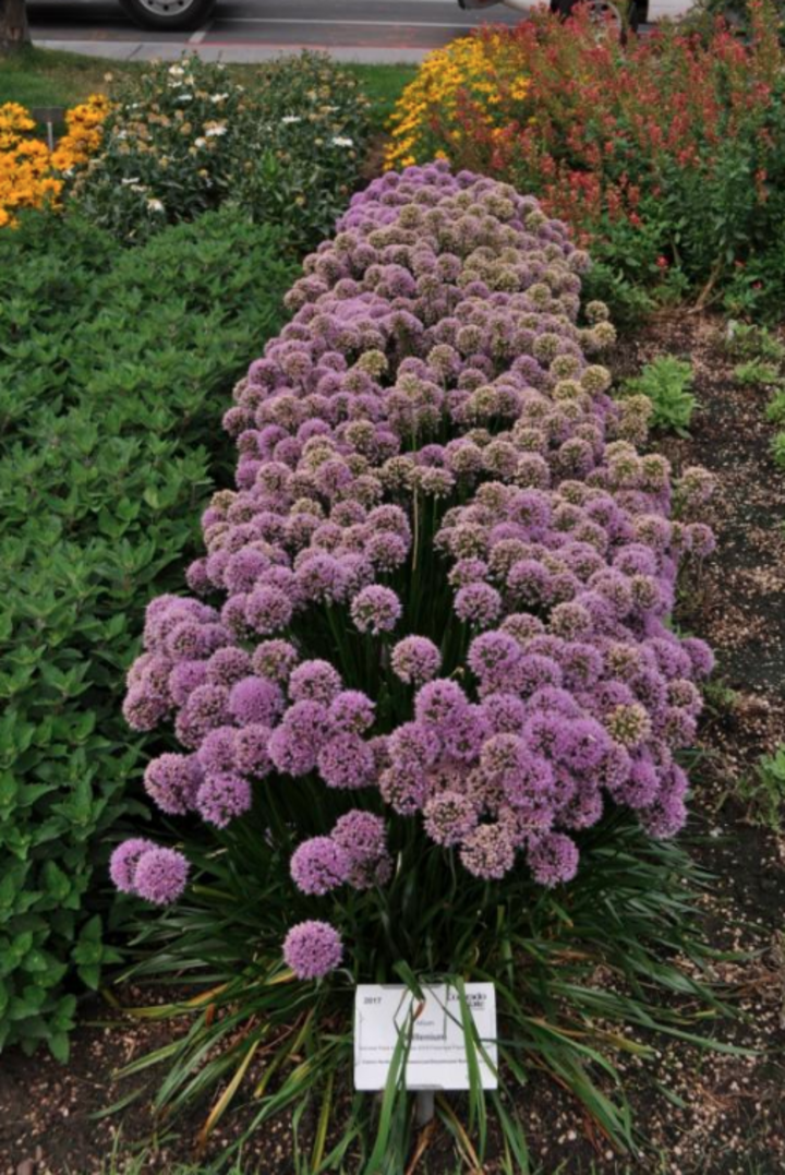 Image of 'Millenium' allium.
