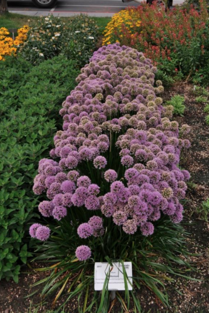 Image of 'Millenium' allium. 