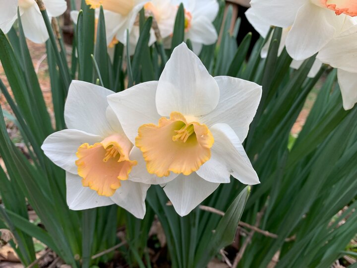 daffodils