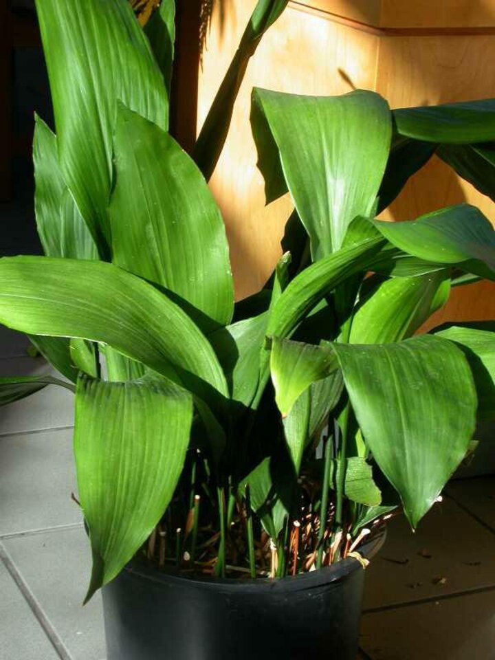 Image of Aspidistra or cast iron plant. 