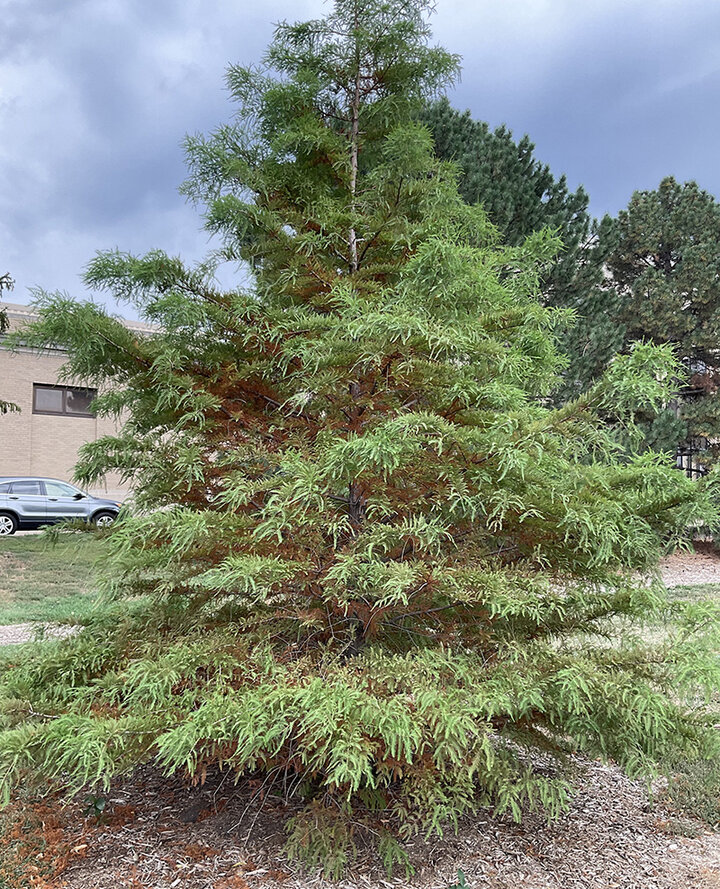Picture of Bald Cypress