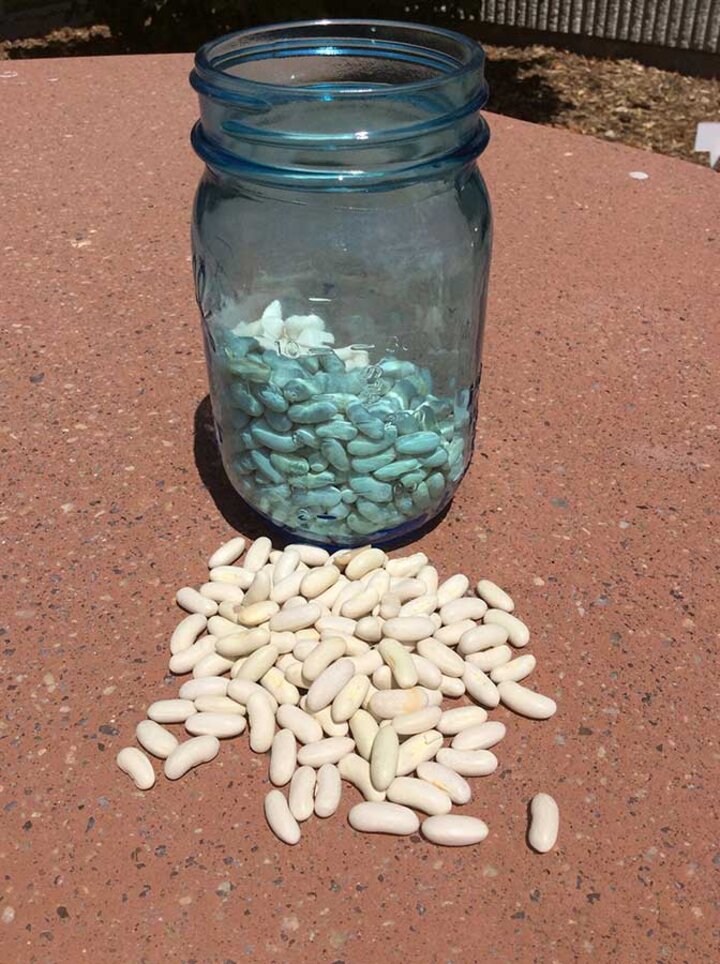 Picture of bean seeds.
