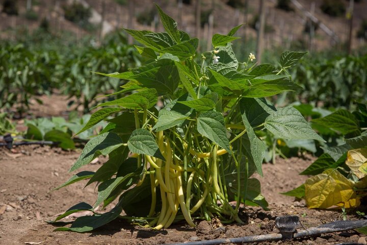 Picture of 'Custard' beans