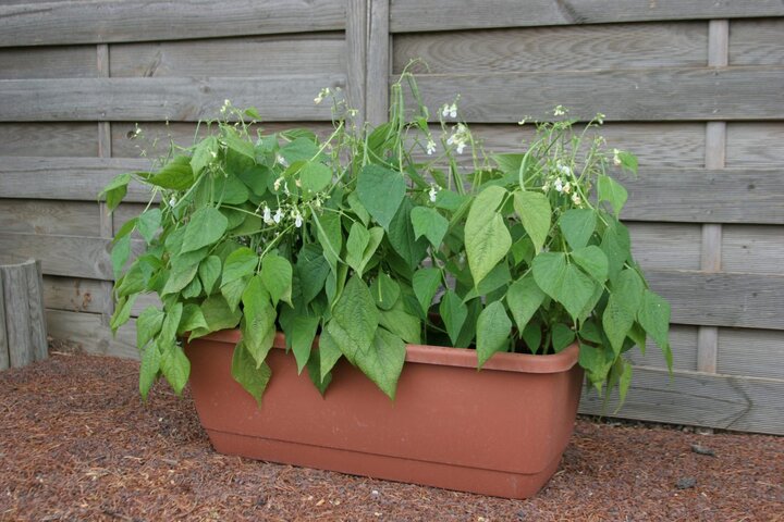 Picture of 'Mascotta' beans.