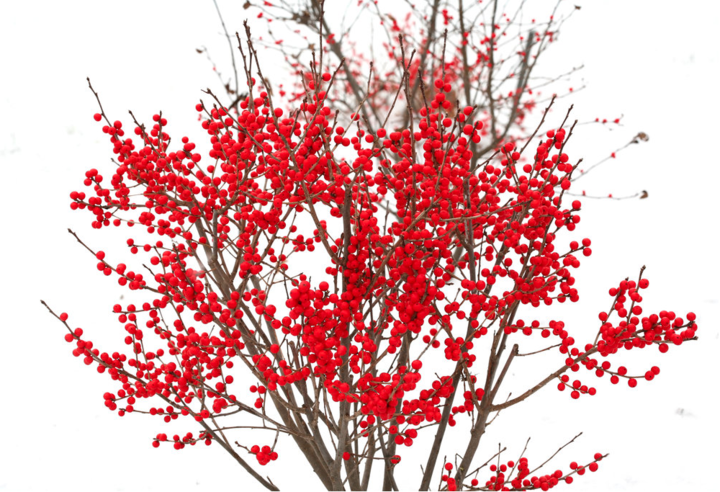 Picture of 'Berry Poppins' from Proven Winners, is a dwarf winterberry the works well in smaller landscapes.