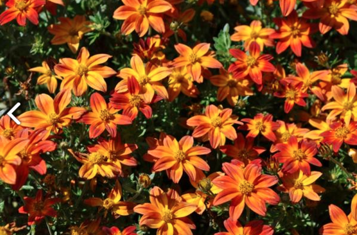 Image of 'Campfire Flame' Bidens. 