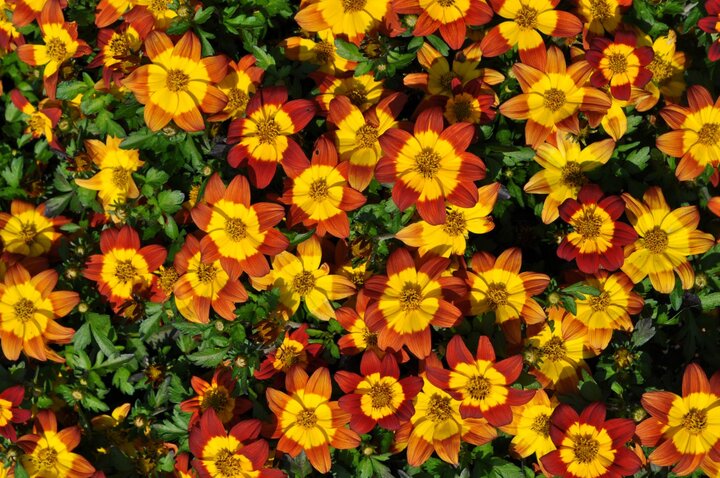 Picture of 'Brazen Imperial Luck' Bidens.