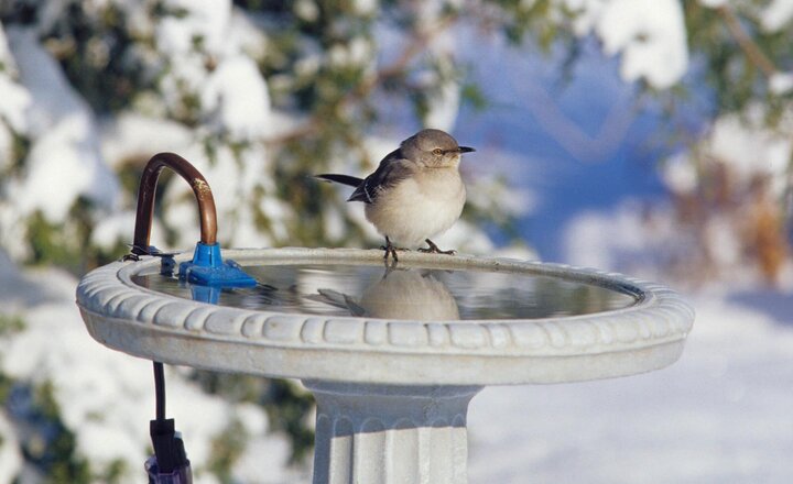 bird at heated birdbath in winter