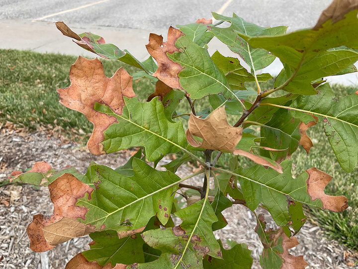 Image of leaf scorch in oak. 