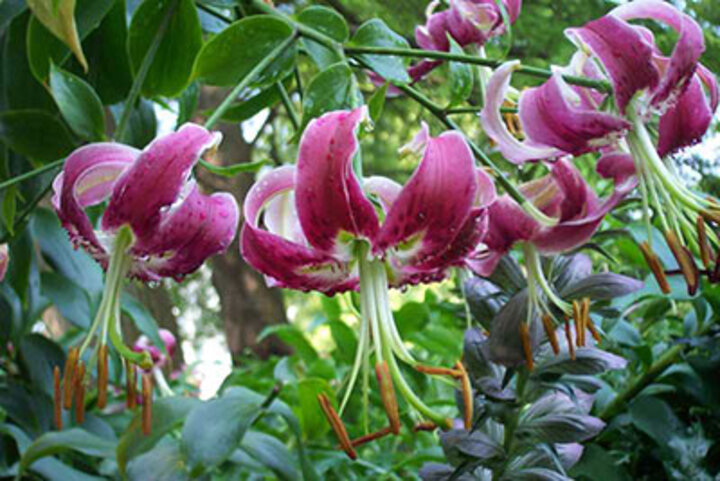 Image of 'Black Beauty' lily. 