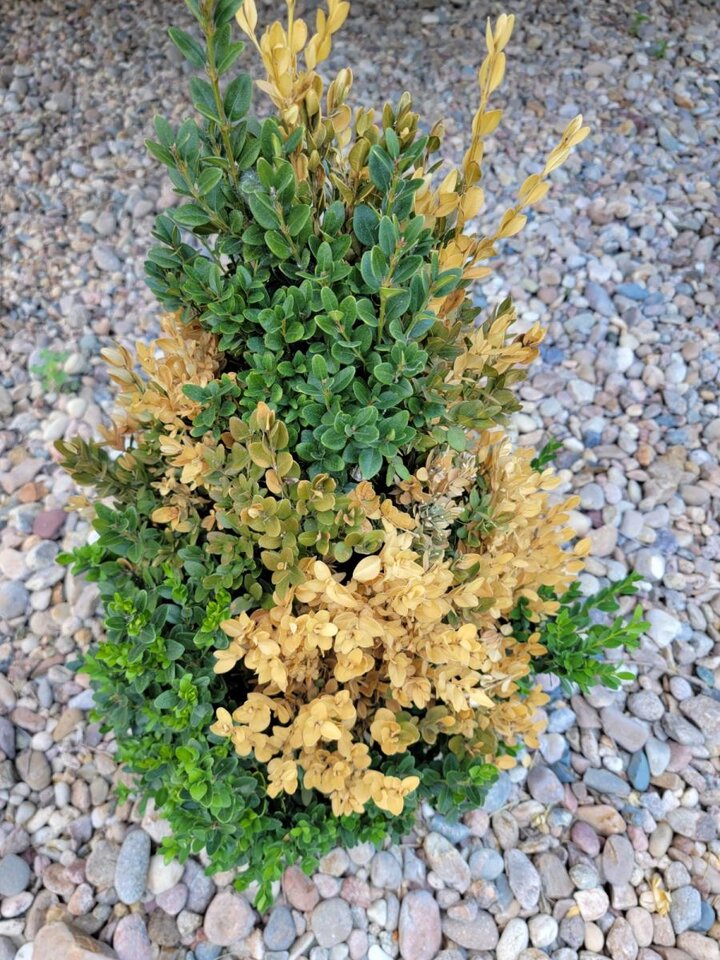 Picture of Boxwood Shrub.