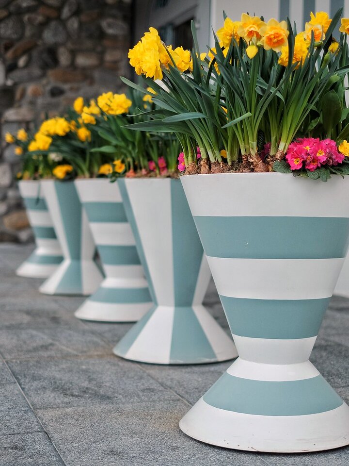 Picture of daffodils blooming in containers.