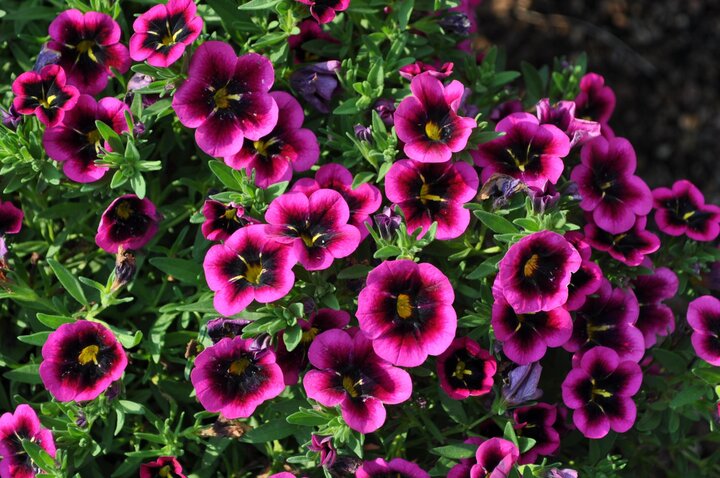 Picture of 'Cabaret Good Night Kiss' calibrachoa.