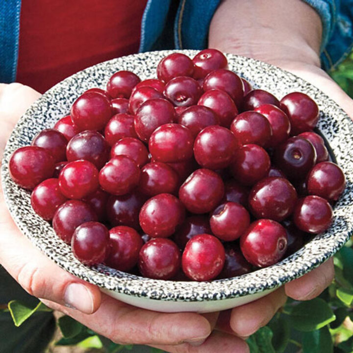 Picture of 'Carmine Jewel' cherry