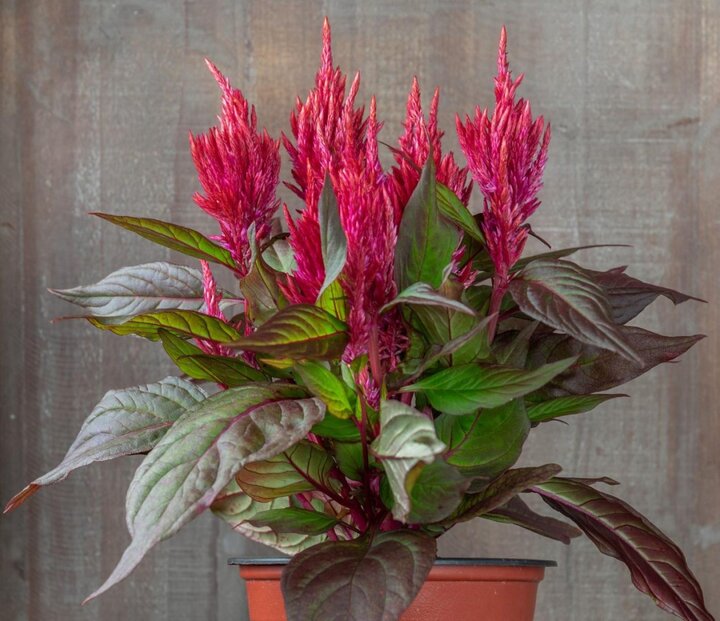 Celosia-'Burning-Embers'