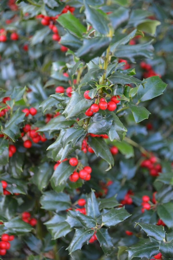 Picture of Ilex x meserve a 'China Girl'. Image from Missouri Botanical Garden.