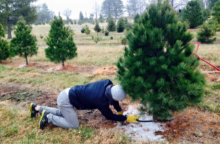 Image of Christmas tree being cut down.