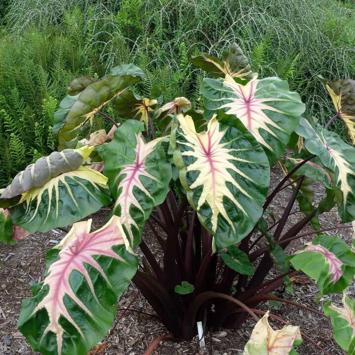 Picture of Colocasia 'Royal Hawaiian Waikiki'