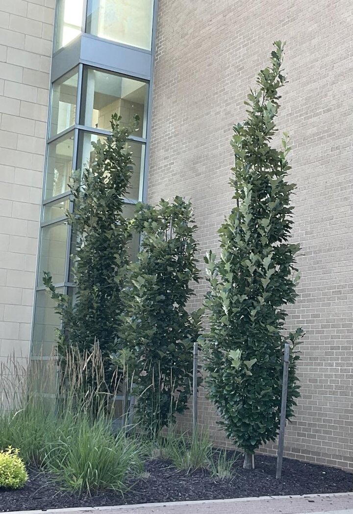 Picture of Columnar Trees