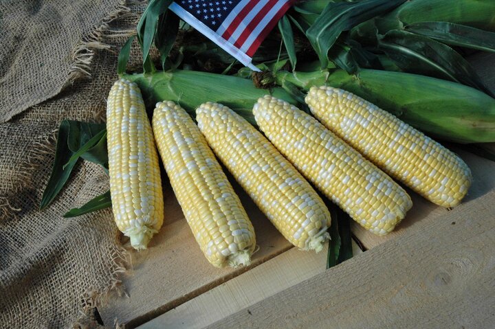 Picture of American Select Bicolor Sweet Corn