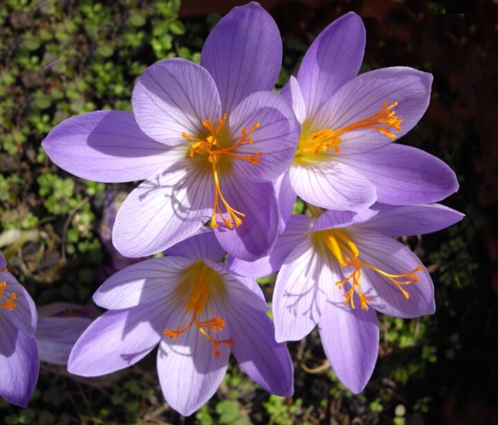 Image of 'Conqueror' Crocus speciosus.