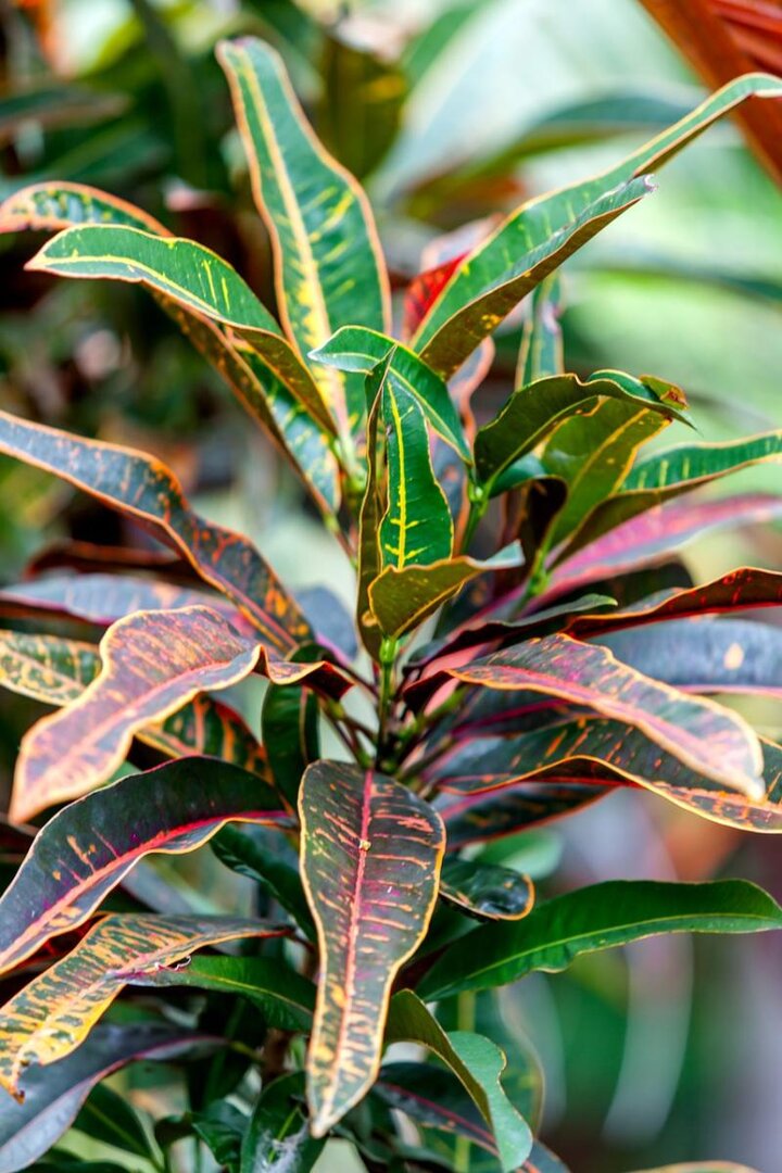 Picture of Croton plant.