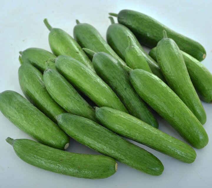 Image of 'Green Light' cucumber. 