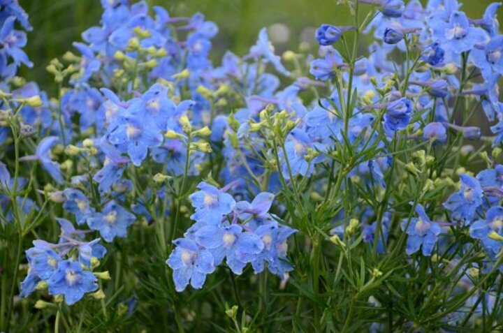 Image of 'Summer Blues' delphinium. 