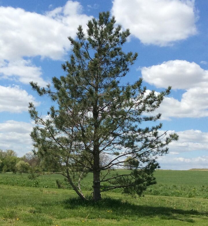 Image of thin pine canopy caused by Dothistroma needle blight. 