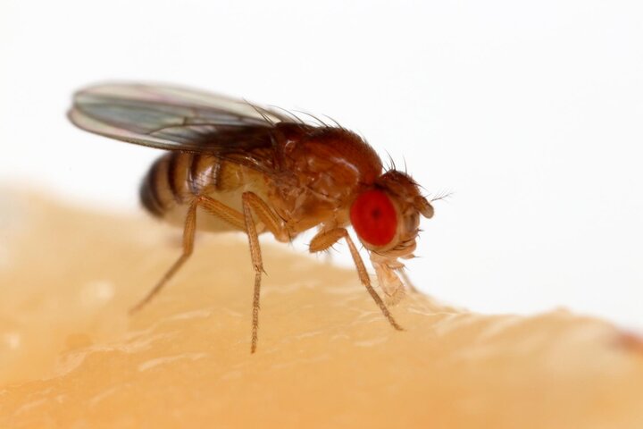 super close photo of a fruit fly showing how red their eyes are.