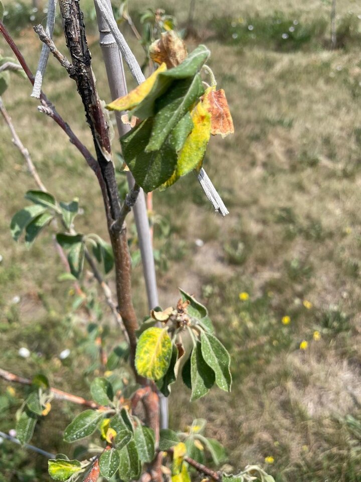 Picture of tree in drought times