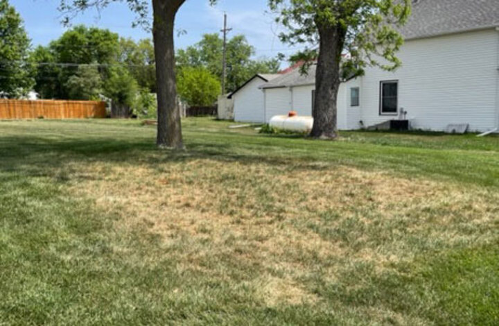 Picture of over time for older lawns to become a patchwork mixture of grass species. 